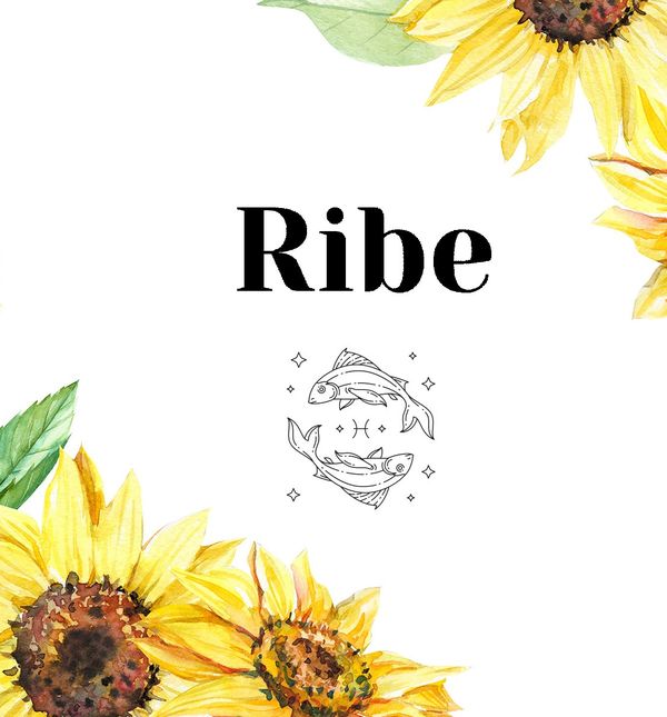 Ribe