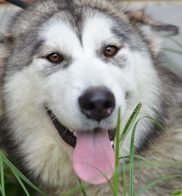 Međunarodni dan beskućnih životinja obilježit će se u Dumovcu u subotu 19. kolovoza