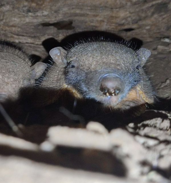 U Zoološkom vrtu Grada Zagreba prvi put na svijet došli veliki dlakavi pasanci