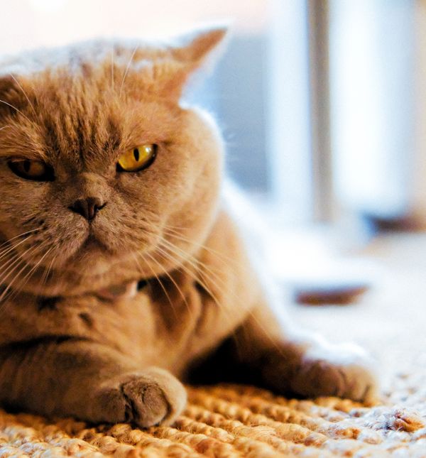 Ljute mačke mogu ispuštati različite zvukove koji signaliziraju njihovo nezadovoljstvo, uključujući grleno režanje