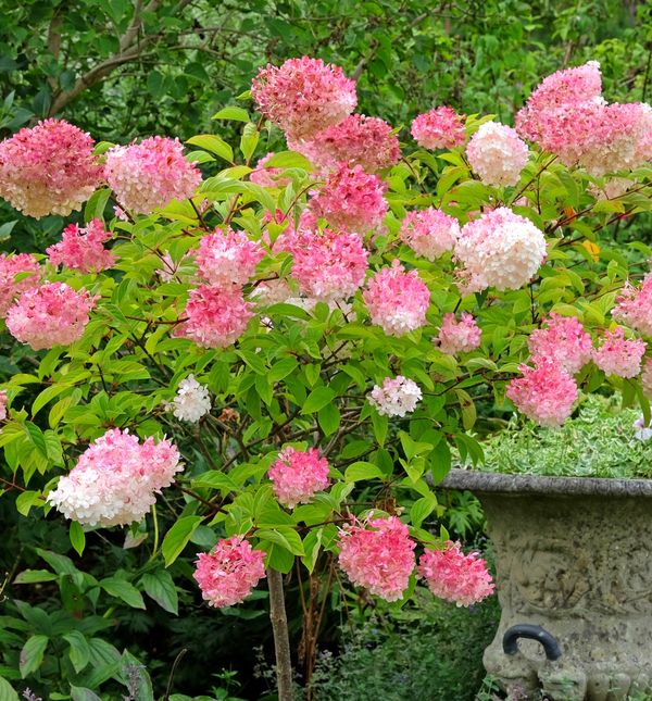 Hortenzija paniculata Vanille
