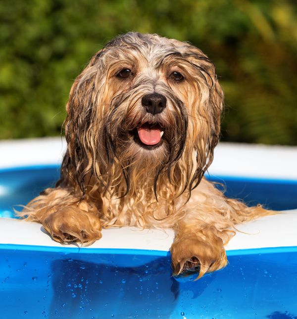 Omogućite psu da se rashladi u vodi