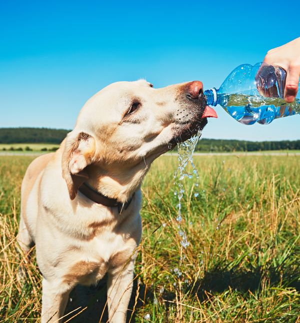 Psu tijekom dana treba osigurati dovoljno svježe vode