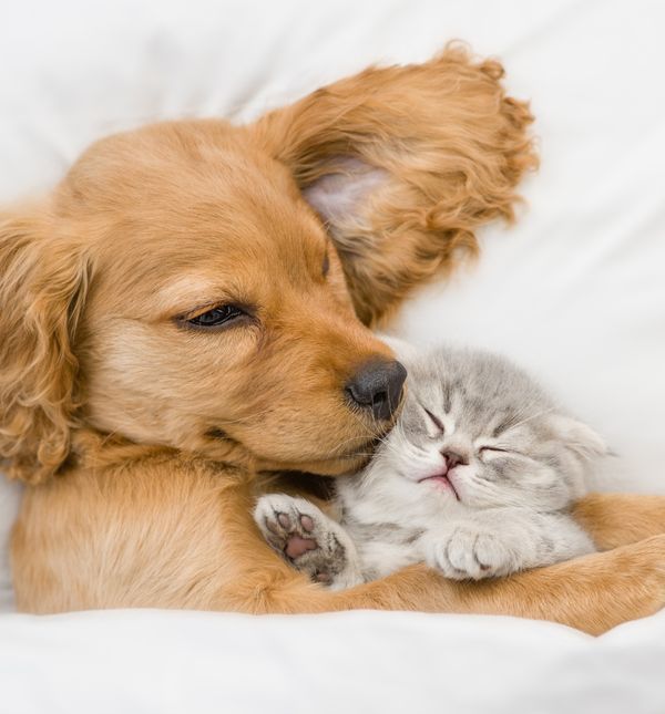 Istraživanje je objasnilo da postoje razlike između karaktera vlasnika pas ai mačaka