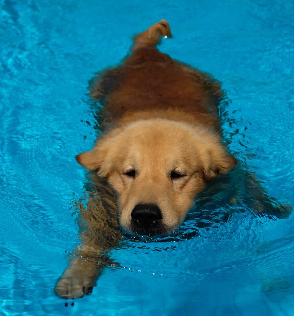 Neke pasmine jednostavno obožavaju plivanje