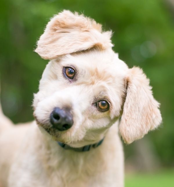 Psi naginju glavu kako bi nas bolje čuli