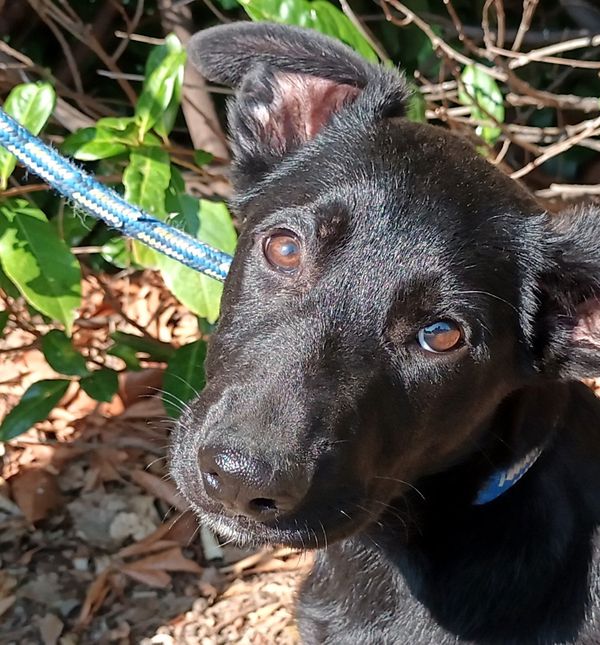 Večernje udomljavanje pasa i mačaka u Dumovcu