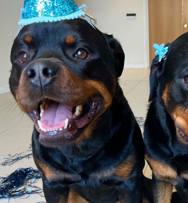 Zvijezde Instagrama Nala i Axel ruše predrasude o rotvajlerima