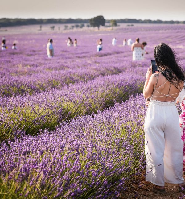 Polja lavande u Brihuegi u Španjolskoj