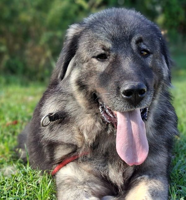 Prvi Dumovečki buvljak održat će se u petak