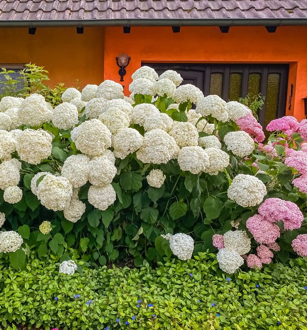 Hortenzija Annabelle