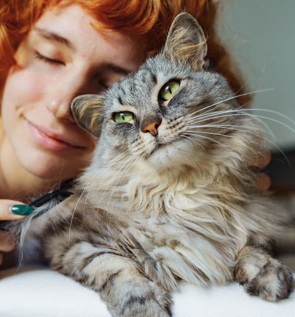 Više nego glasovima mačke svoje osjećaju pokazuju govorom tijela