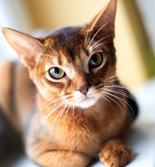 Abesinska mačka smatra se najinteligentnijom pasminom mačaka