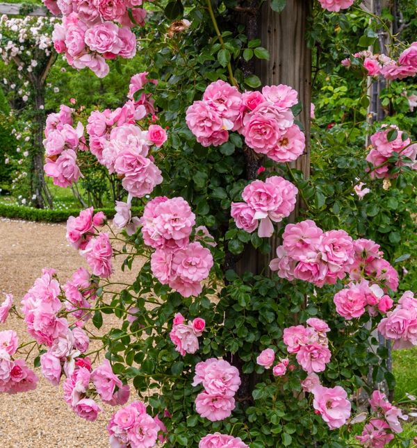 Ruže bez trnja simbol su Velike Gospe