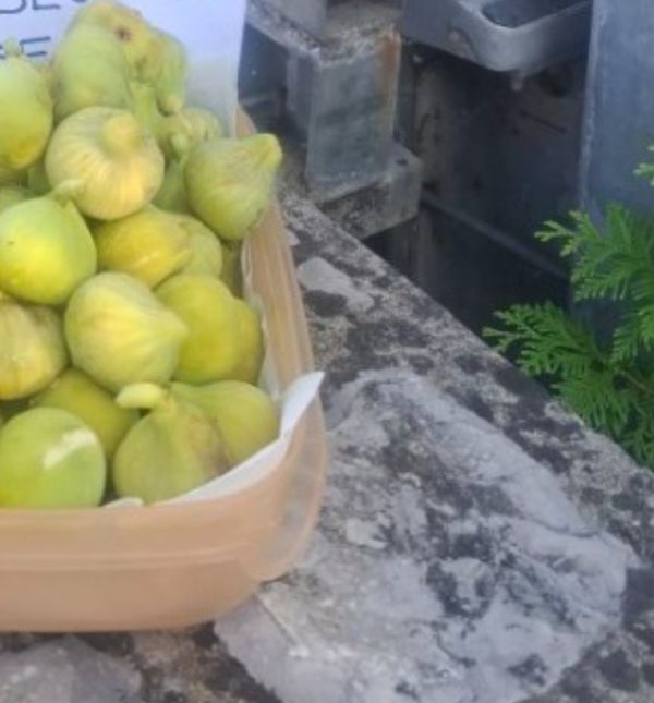 Košara puna smokvi u Malinskoj