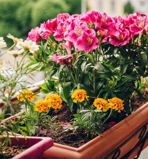 Uz ove savjete vaše će biljke prodisati