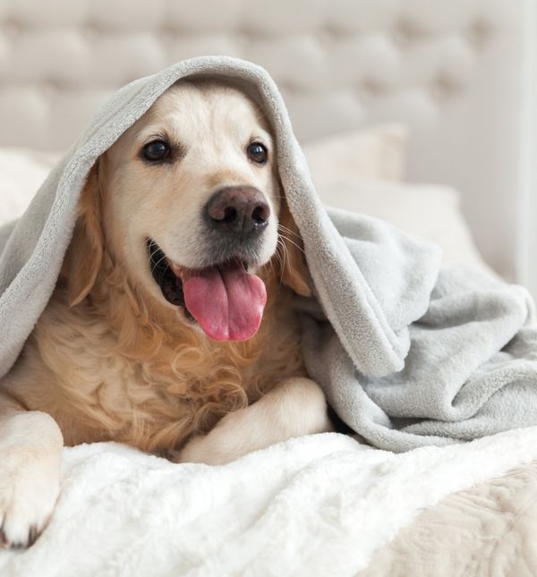 26. kolovoza obilježavamo Međunarodni dan pasa
