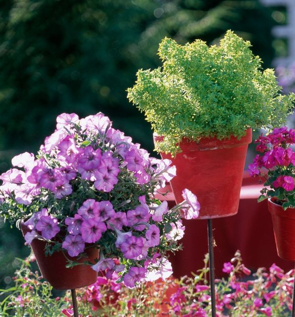 U posudi odgovarajuće veličine biljke će biti sretnije nego ikad