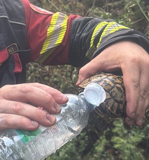 Vatrogasac na Pelješcu daje vodu žednoj kornjači