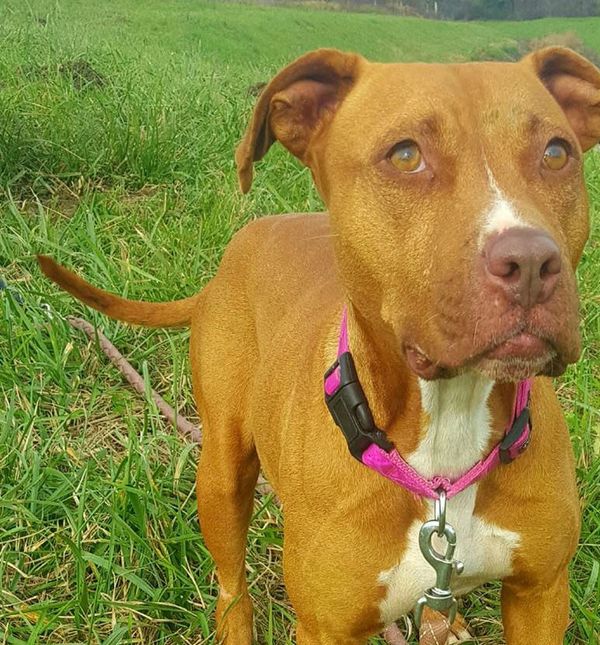 Preslatka 16-mjesečna Lia iz Dumovca traži dom