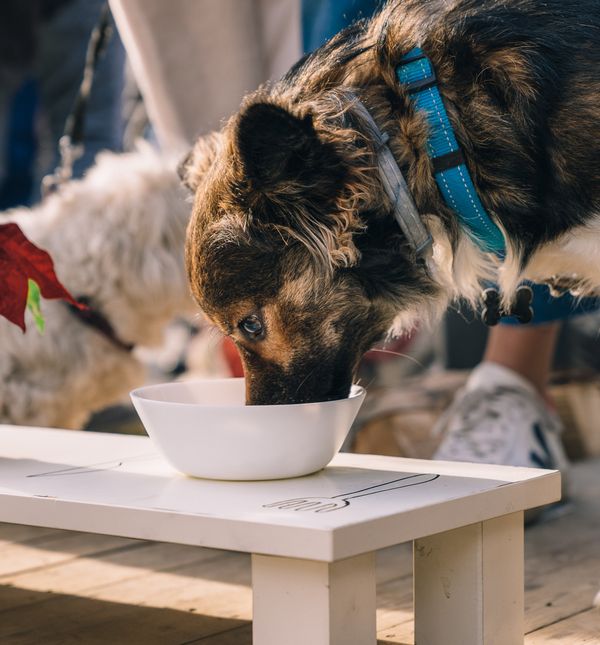 Na otvaranje su svratili mnogi znatiželjni dlakavci