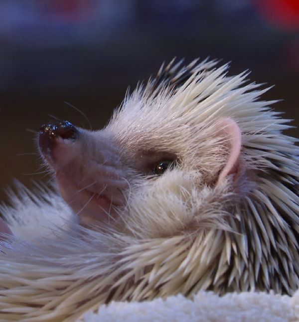 Miloš se najbolje opušta u Mijinu krilu