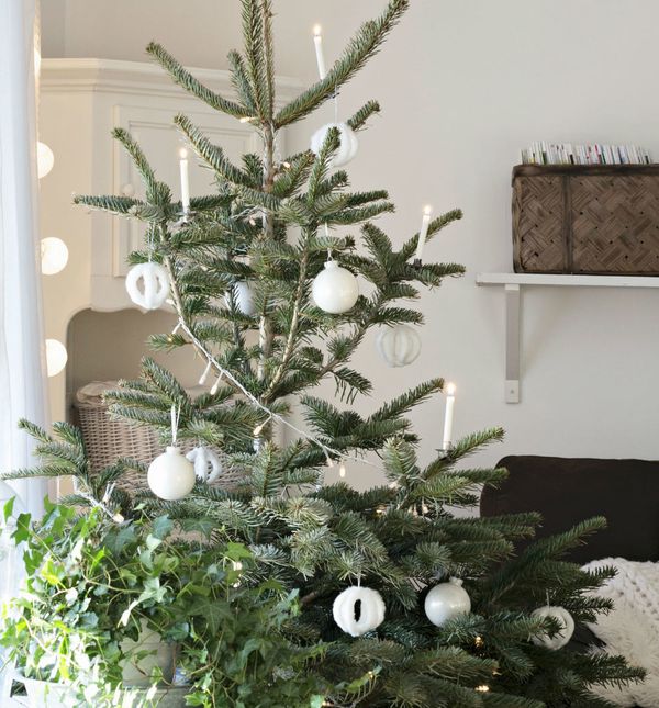 Skandinavci preferiraju visoka i vitka stabalca rijetkih grana koja djeluju prirodno