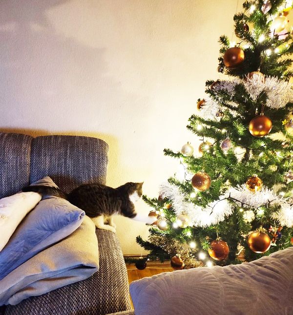 Ima li kakva ptičica u boru?