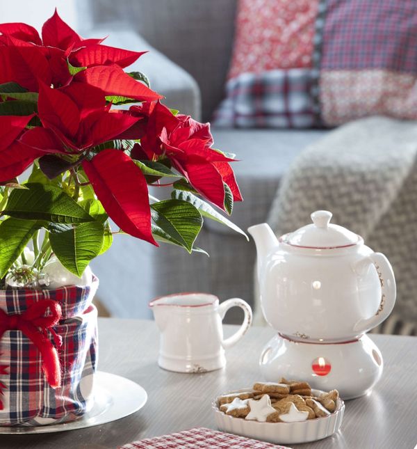 Božićna zvijezda i karirani uzorak jako se lijepo slažu