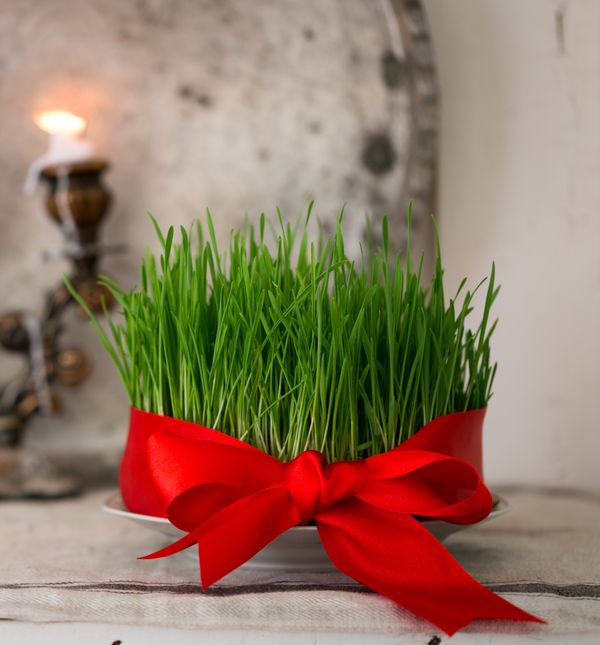 Božićna pšenica sadi se na blagdan Svete Lucije