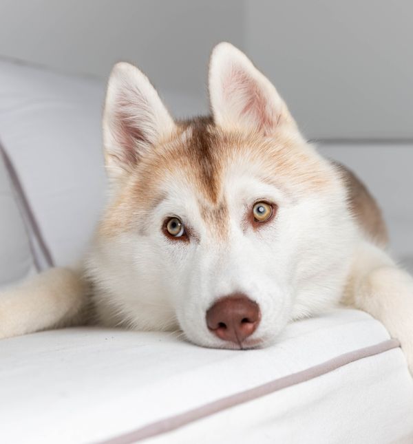 Nježni su i razigrani