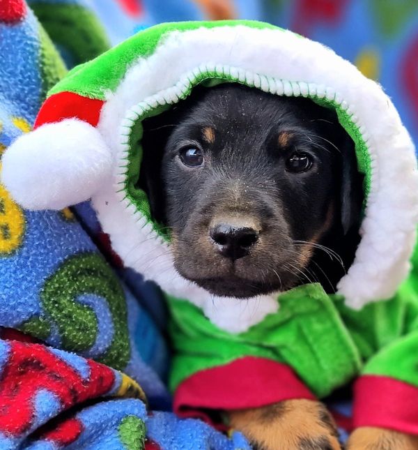 Udruga Pobjede organizira božićni ručak za pse u Azilu