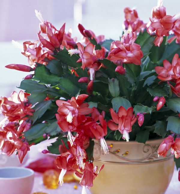 Svaki od cvjetova božićnog kaktusa može doseći veličinu i do sedam centimetara