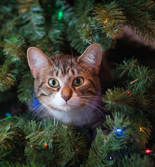 I umjetni bor može mirisati na Božić
