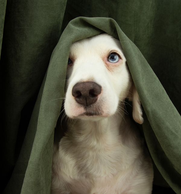 Kada je vaš ljubimac uplašen nikada ga zbog toga nemojte kažnjavati ili vikati na njega