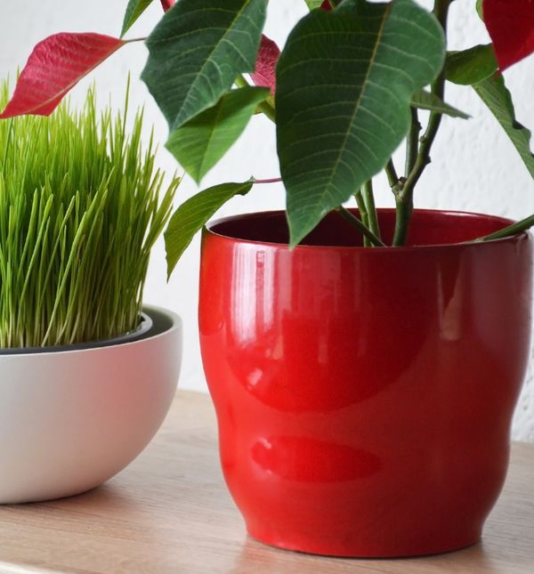 U nekim krajevima Hrvatske božićna pšenica sije se 4. prosinca na svetu Barbaru