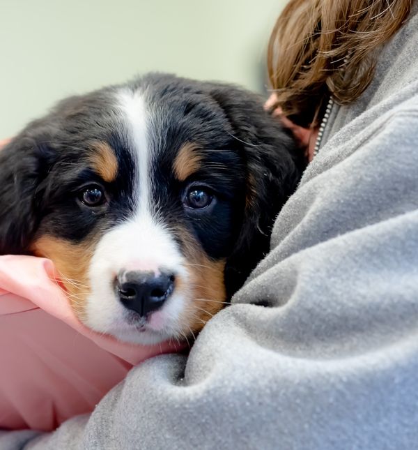 Bernski planinski psi najsretniji su kada provode vrijeme sa svojom ljudskom obitelji