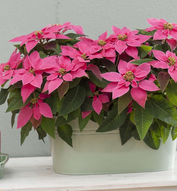 Ružičasta božićna zvijezda