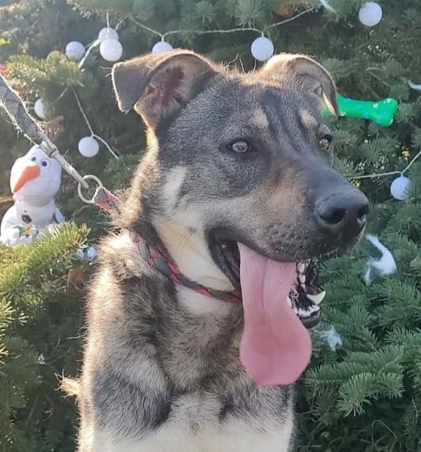 Sva sredstva prikupljena zahvaljujući Adventu u Dumovcu namijenjena su dumovečkim njuškicama