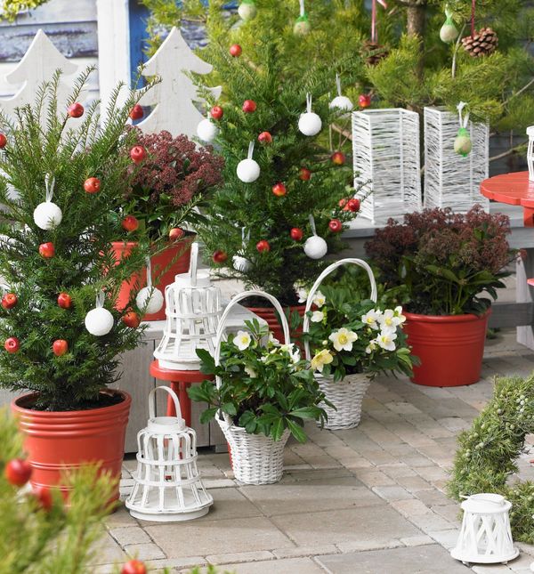 Ukrašena drvca u dvorištima