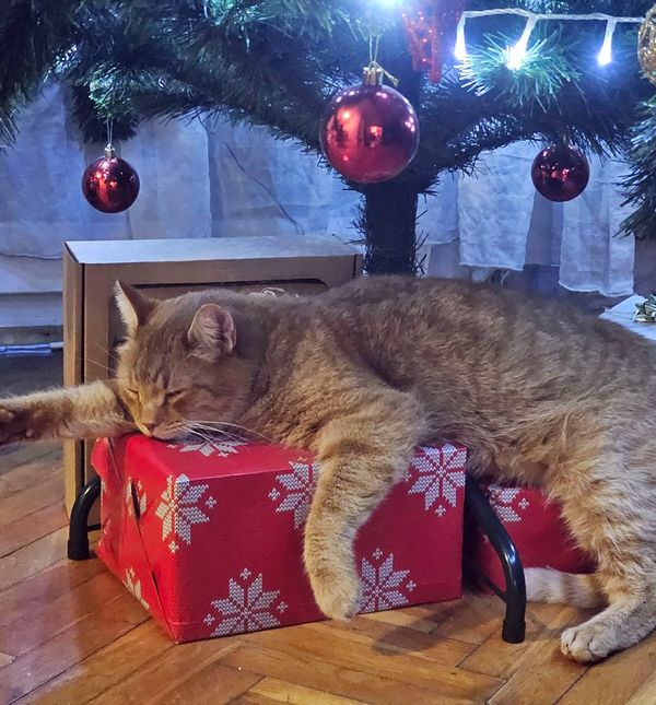 Sonja Banjan Matosevic