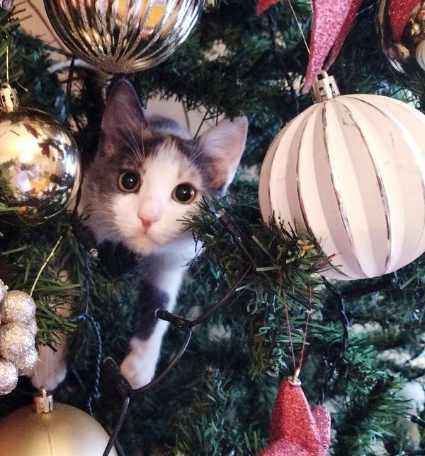 Tamara Vižintin Boltek