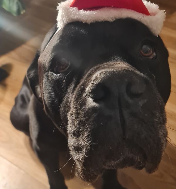 Pas Otto iz Dumovca sretno udomljen nakon pet i pol godina