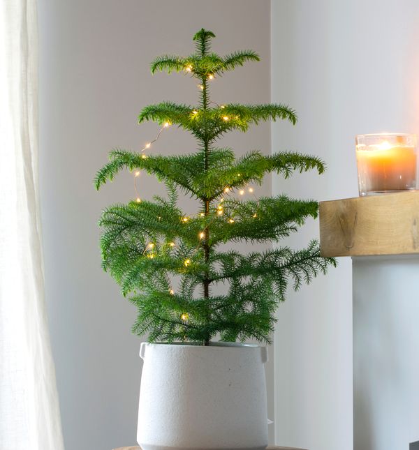 Norfolk bor je tropska biljka koja izgleda poput male verzije božićne jelke