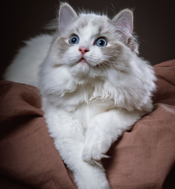 Ragdolli imaju baršunastu poddlaku koja se rijetko petlja, što ih čini idealnima za maženje