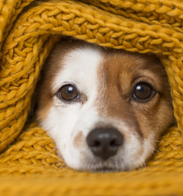 Hrana bez žitarica često se pokazuje kao odličan izbor jer pomaže probavi