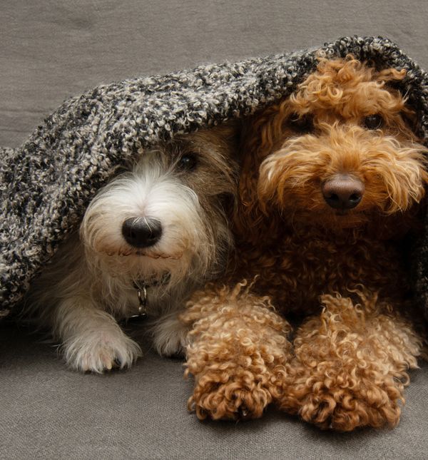 Mnogi vlasnici pasa prolaze kroz stresno razdoblje jer se njihovi ljubimci boje petardi i vatrometa