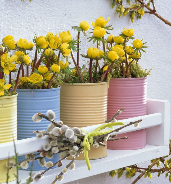 Rana ozimnica je trajnica idealna za romantične vrtove