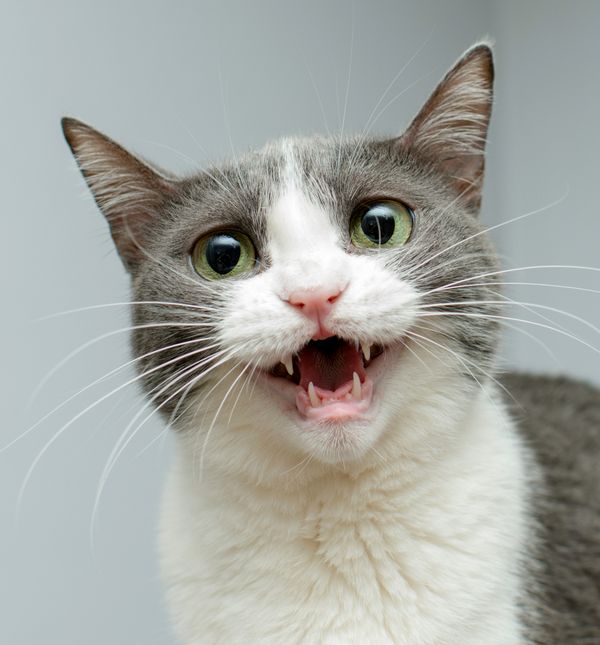 Posebno vokalne pasmine mačaka poznate su po tome da ne štede glasnice i stalno traže interakciju i pažnju