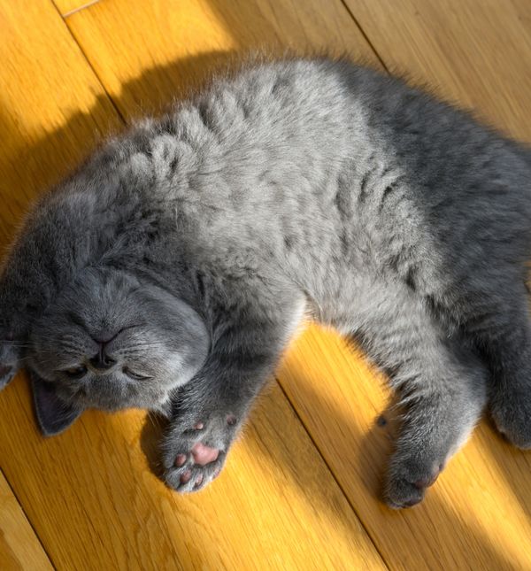 Kada se mačka pred vama ispruži na leđa i pokaže trbuh, to je jasan znak dubokog povjerenja i emocionalne povezanosti